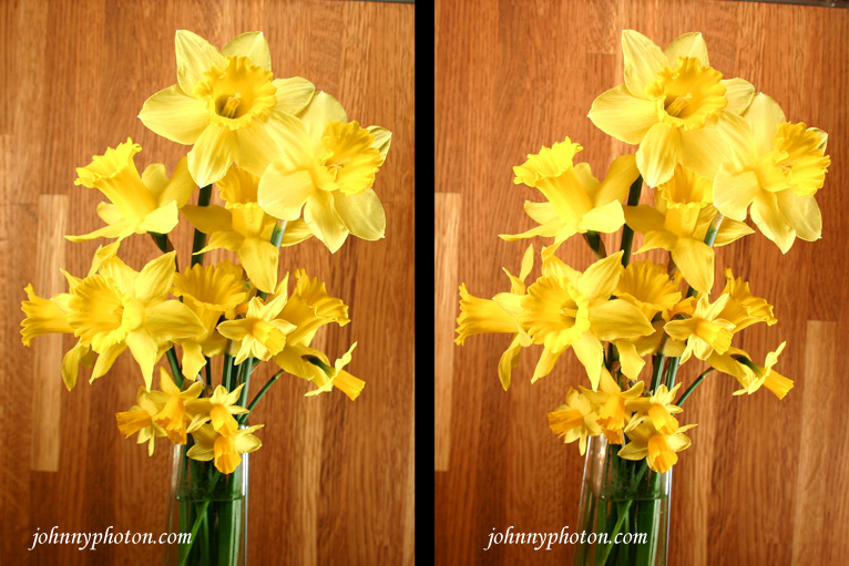 3D Daffodils