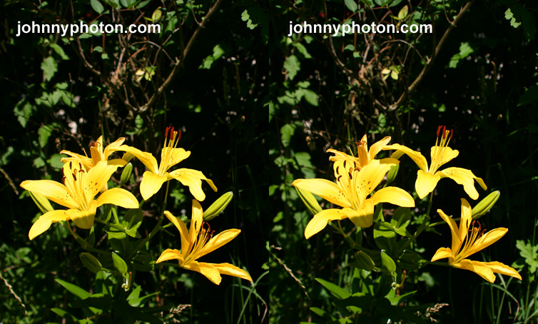 A 3D stereo image of a yellow lily