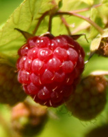 Raspberry