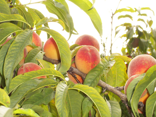 They are finally ready to pick