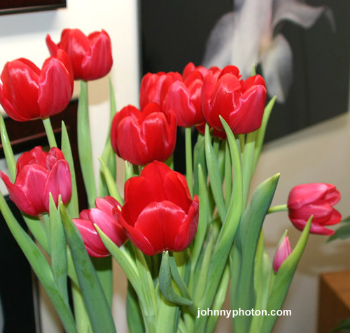 tulips forcing tulips to flower in the winter