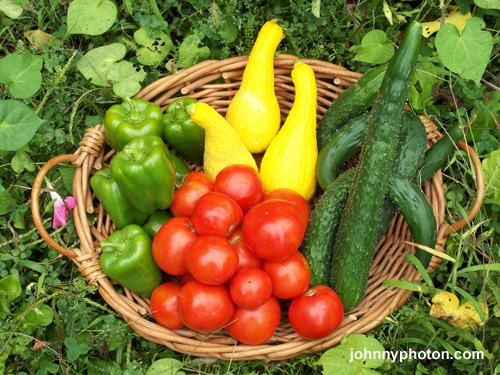 A Nice Harvest
